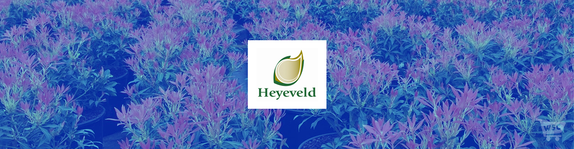 Heyeveld